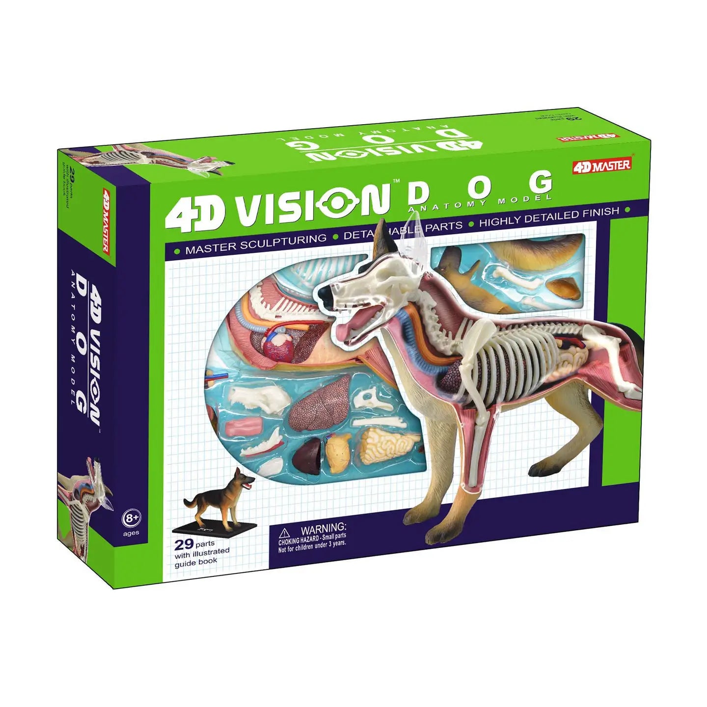 4D Dog Anatomy
