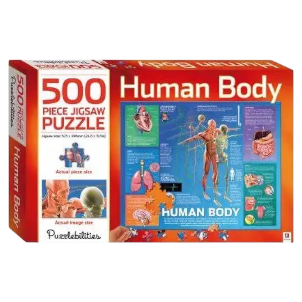 Human Body 500 Piece Jigsaw (Puzzlebilities)