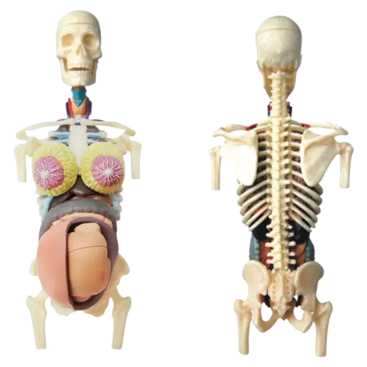 4D Transparent Pregnancy
