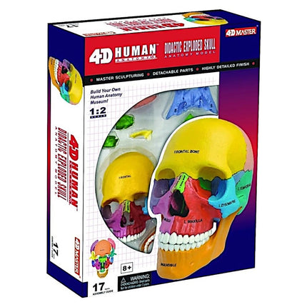 4D Didactic Exploded Skull