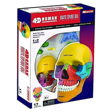 4D Didactic Exploded Skull