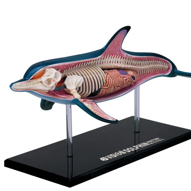 4D Dolphin Anatomy