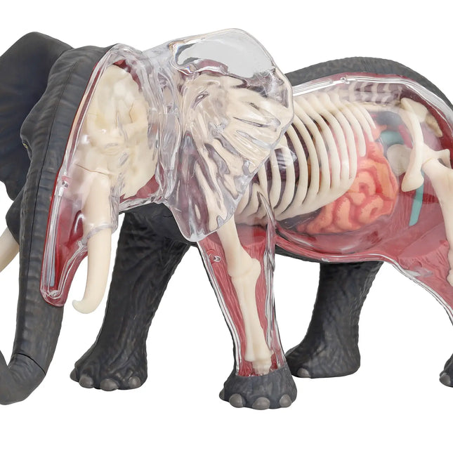 4D Elephant Anatomy