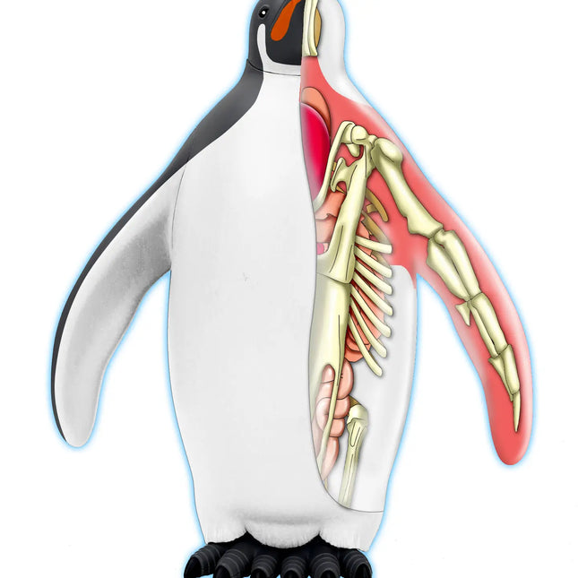 4D Emperor Penguin