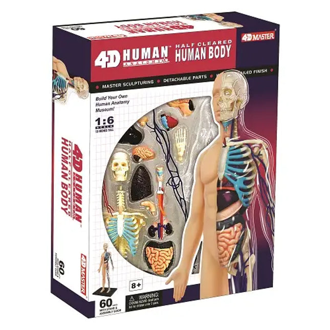 4D Half Clear Torso