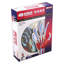 4D Hand Anatomy