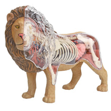 4D Lion Anatomy