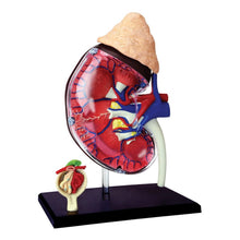4D Kidney