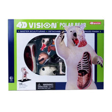 4D Polar Bear Anatomy