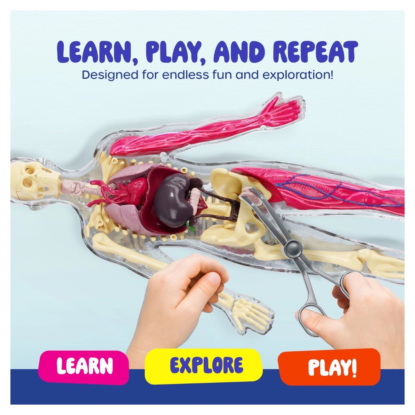 Human Anatomy Squishy Body Model