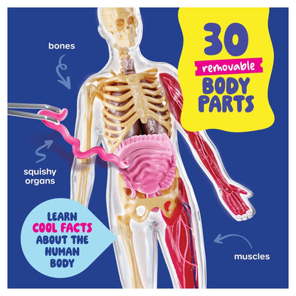 Human Anatomy Squishy Body Model