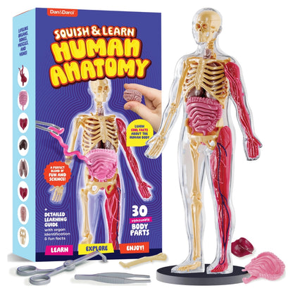 Human Anatomy Squishy Body Model