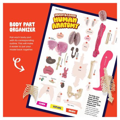 Human Anatomy Squishy Body Model