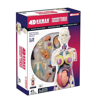 4D Transparent Pregnancy
