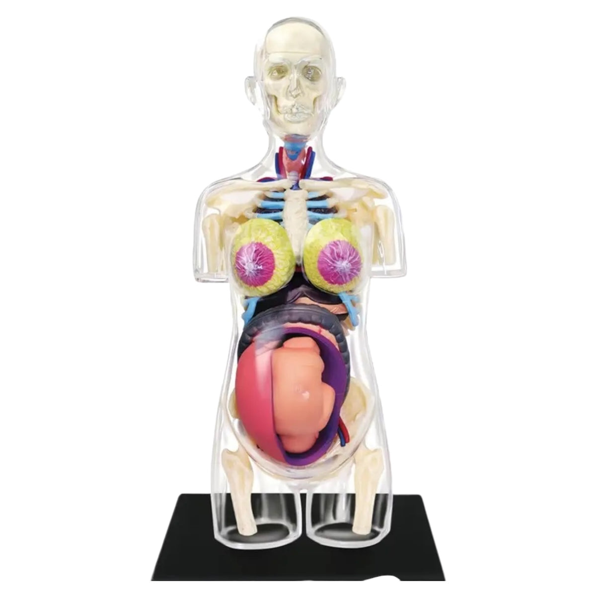 4D Transparent Pregnancy